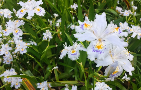 芝公園 春の野花 ハッピーブログ